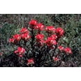 thumbnail image 3 of 50 Red INDIAN PAINTBRUSH Castilleja Indivisa Flower Seeds, 3 of 5