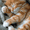 Cute Ginger Kitten Sleeping, variant on Qisvanset Cute Ginger Kitten Sleeping Canvas Wall Art 15.75x11.81 Inches