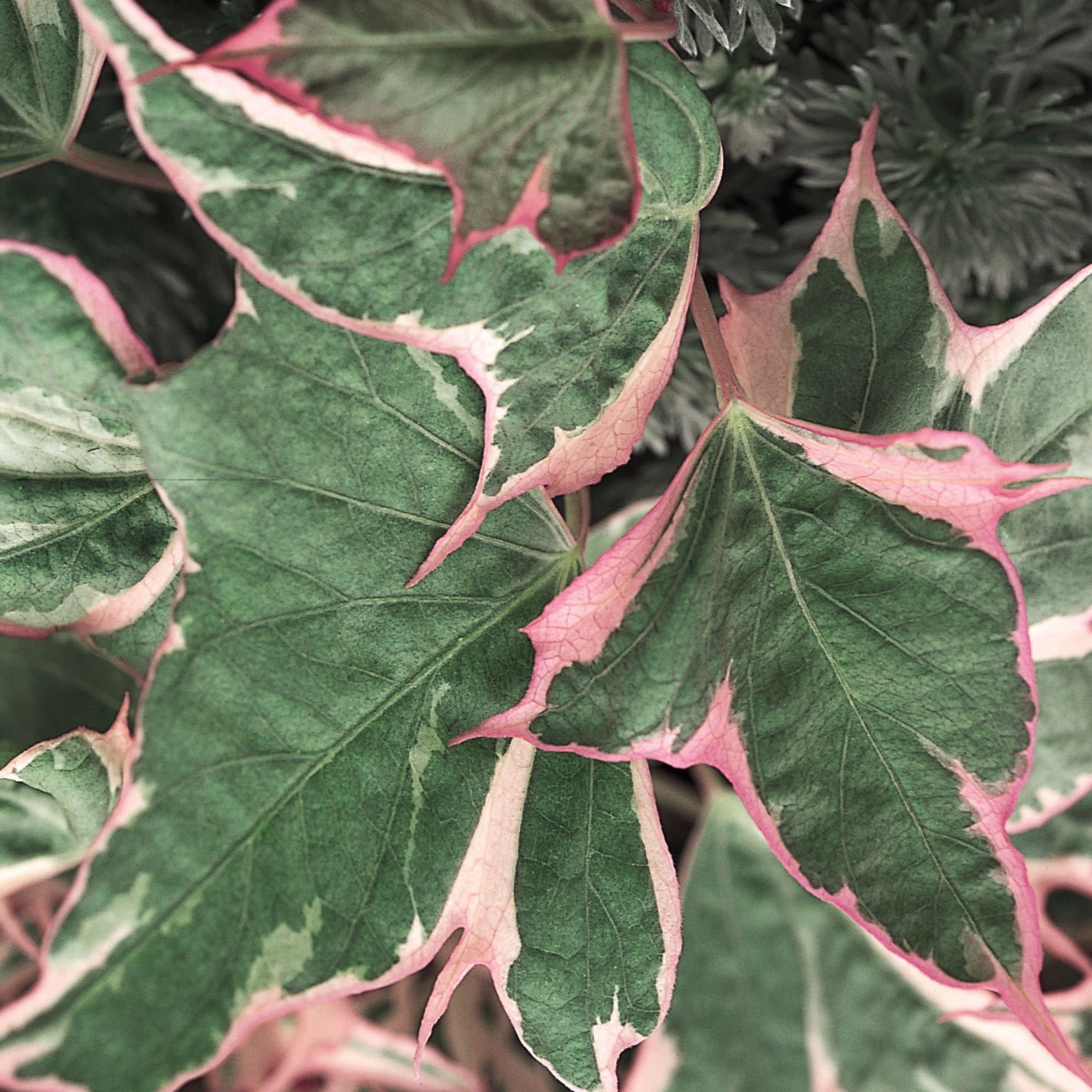 Proven Winners 4" Tricolor Sweet Potato Vine Live Plant in 4.25" Pot (4 Count)