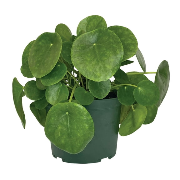 Nature's Way Farms Pilea Indoor Live Plant (6-10 in. Tall) in Grower Pot