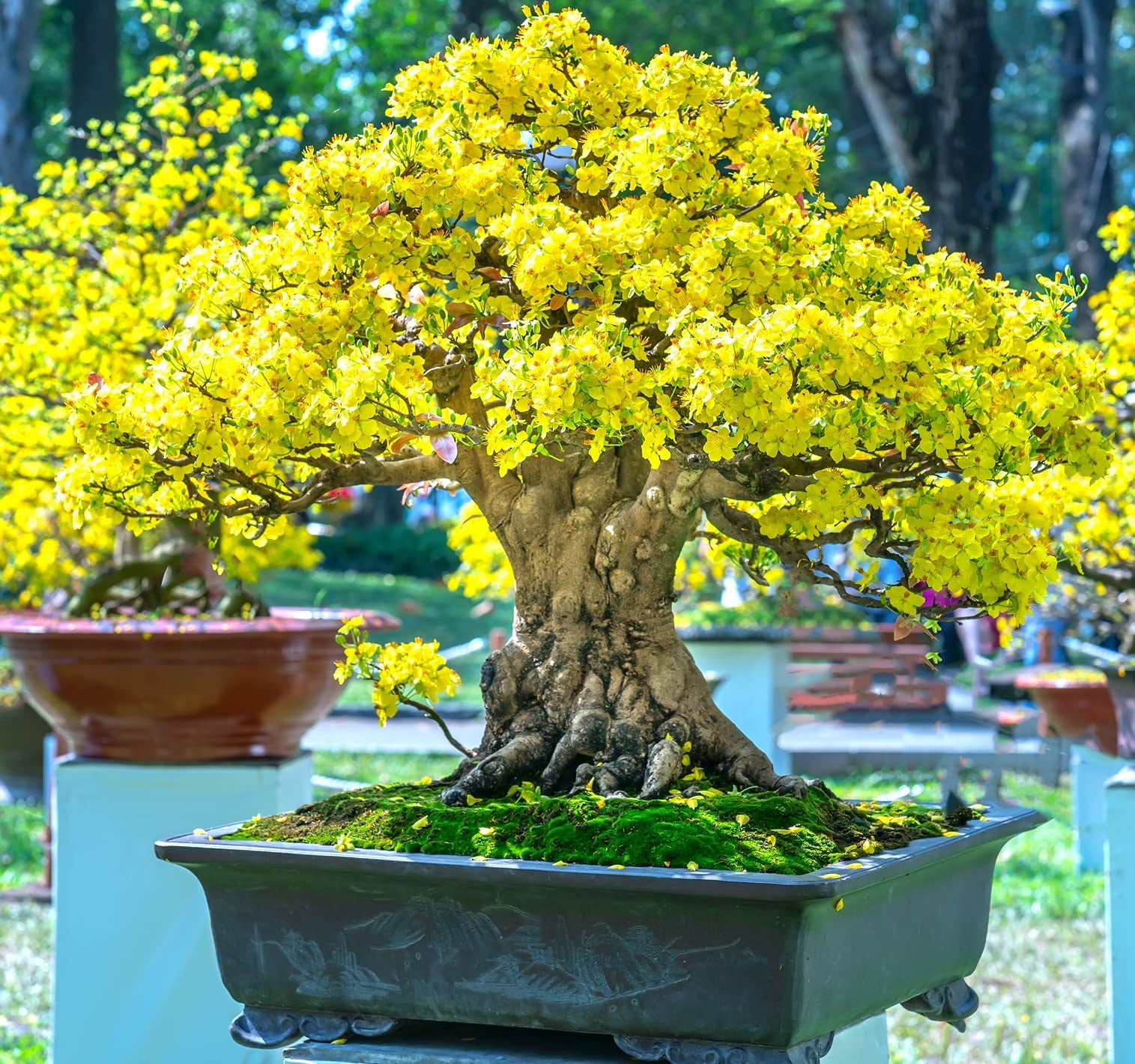 Flowering Apricot Bonsai Tree Seeds 3 Large Seeds for Planting