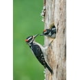 thumbnail image 2 of Luhm, Gary 23x32 White Modern Wood Framed Museum Art Print Titled - Washington State A male Hairy Woodpecker at nest hole while a chick begs for food, 2 of 4