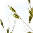thumbnail image 4 of Vickerman 30" Basil Princess Grass. Comes in 21oz (3 -7oz Bundles), Dried, 4 of 6