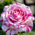 thumbnail image 3 of Rose, Low Maintenance - Easy Grow - Ideal for Beds Borders, Plant Pots & Planters, 3 of 7