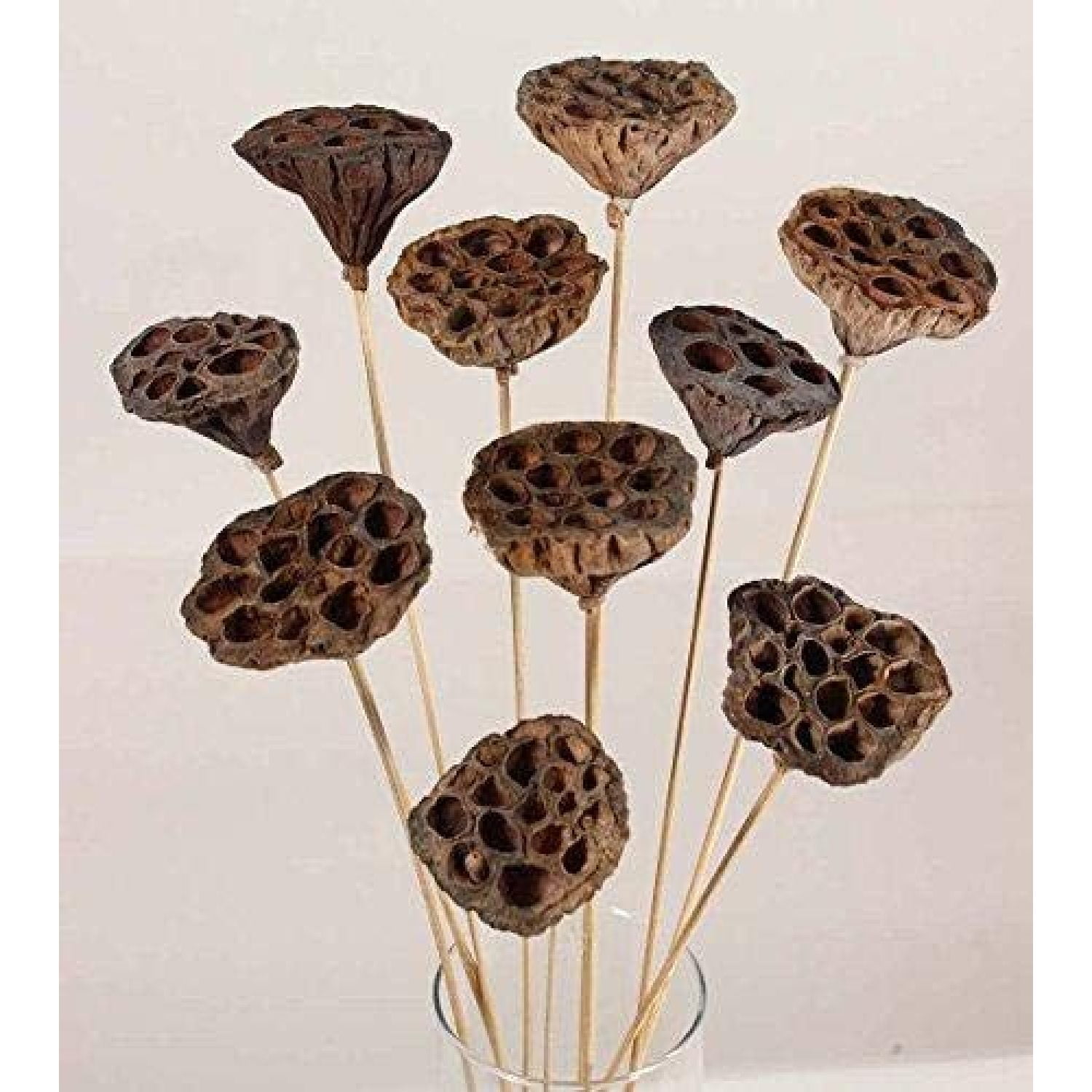 WBTAYB Matt Small Lotus Pods 2 inch Dia. On 1518 inch Stems (Dried