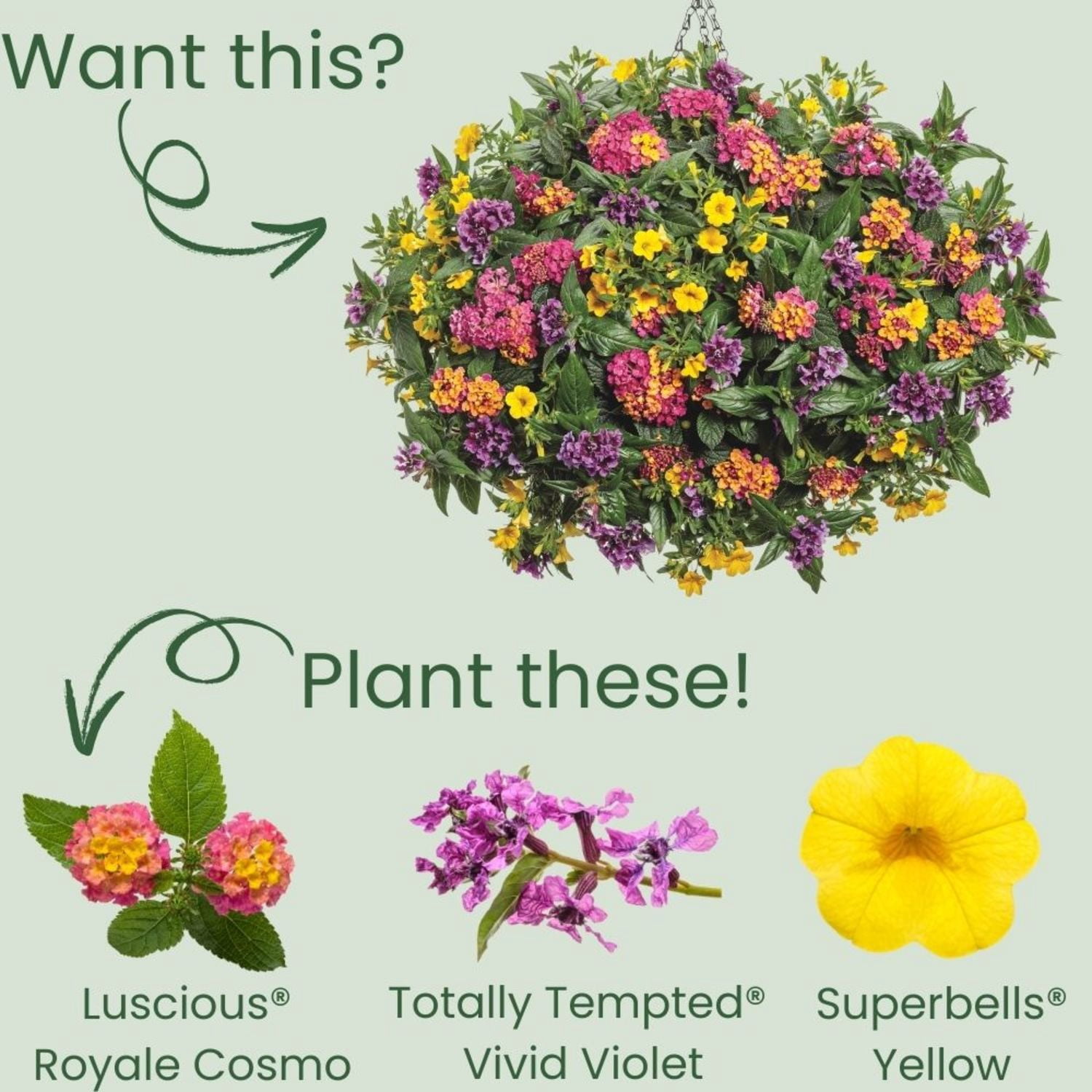 Proven Winners 4" Multicolor Luscious Royale Cosmo Lantana Live Plant in 4.25" Pot (4 Count)