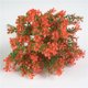 thumbnail image 4 of Toystoory Trébol artificial de cuatro hojas para el hogar y la oficina, planta falsa, adorno para fiesta de boda, planta de trébol Plantas Artificiales rojo Toystoory HA6709-03B, 4 of 6