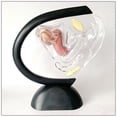 thumbnail image 3 of Modelo Uterino de Ciencia, Kits de Laboratorio de Estructura Ovárica, Modelo , Modelo de Sistema Reproductivo Femenino para Material Didáctic Baoblaze modelos uterinos, 3 of 8