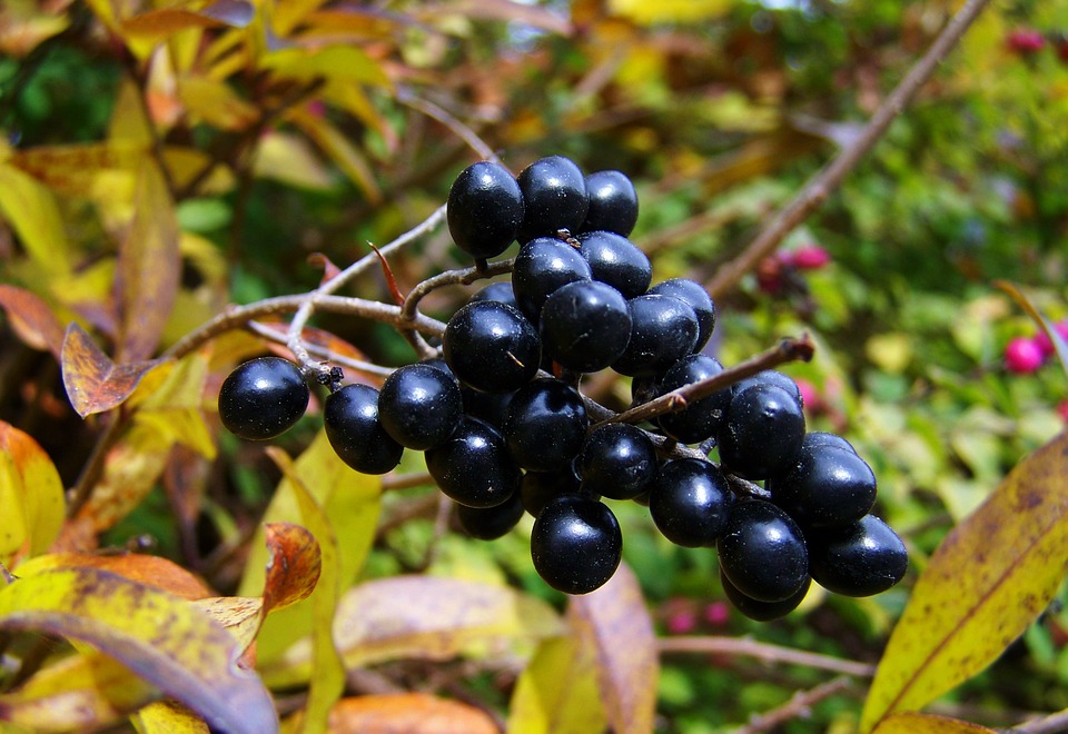 Fall Harvest Berry Fruits Bush Black Berries20 Inch By 30 Inch