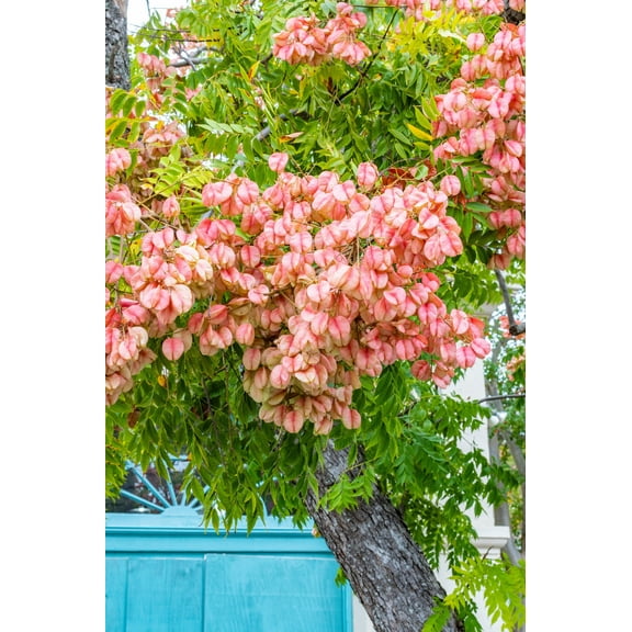 10 *Seeds CHINESE FLAME TREE Koelreuteria Bipinnata Lantern Rain Yellow Pink Flower Seeds