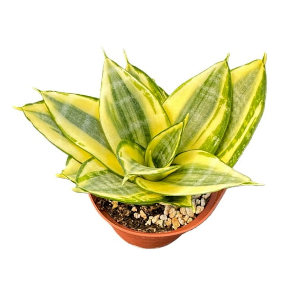 Live Snake Plant Sansevieria 'Golden Hahnii' -4in Pot Indoor Houseplants Easy Survive