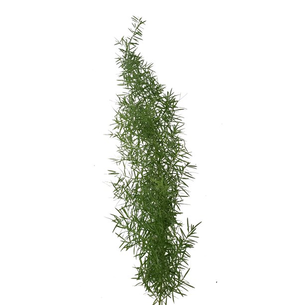 Bloomingmore Everyday Greenery Sprengeri Fern Fresh Cut 160 Stems