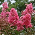 thumbnail image 5 of National Plant Network 3 gal Crape Myrtle Miami Live Shrub with Pink Flowers Full Sun, 5 of 12