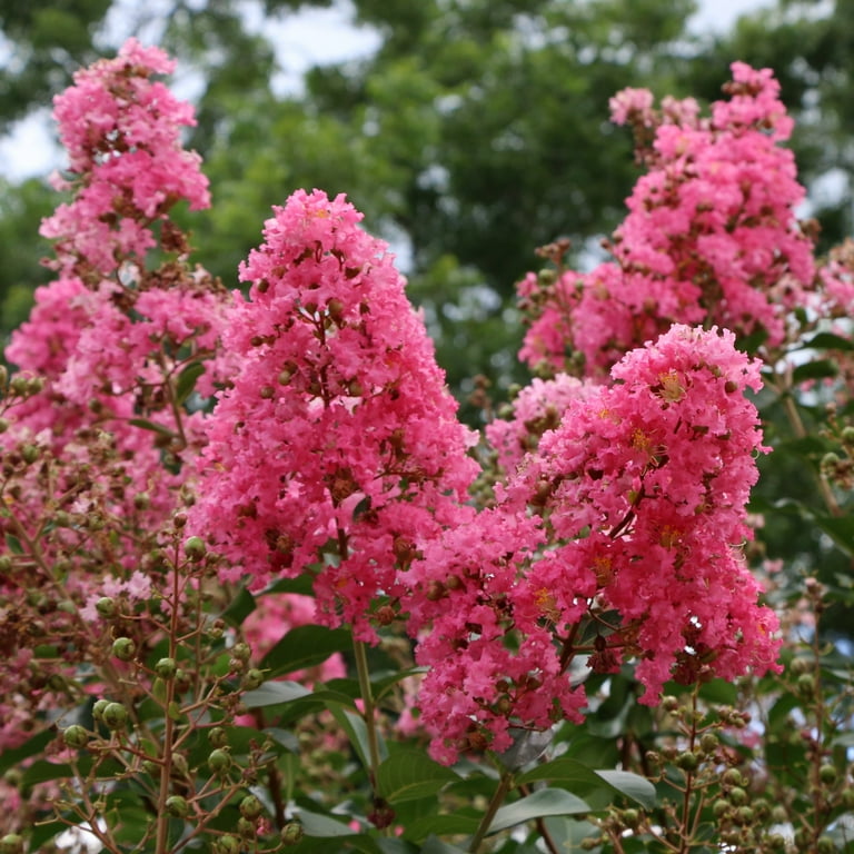National Plant Network 3 gal Crape Myrtle Miami Live Shrub with