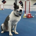 thumbnail image 3 of Pelota para perros Dawg Grillz Squeaky Fetch para perros grandes y medianos, 3 of 4