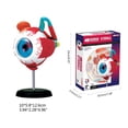 thumbnail image 6 of Eye Model 32Parts DIY Teaching Tool Educational Equipment Anatomical Model, 6 of 6