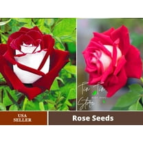 PEMDASGARDEN 30 Rare Seeds Love In Rose Flower Seeds