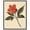Black Frame, variant on Red Petal Reverie II Canvas Vintage Botanicals by Art Remedy, Gallery Wrapped, 16" x 20"