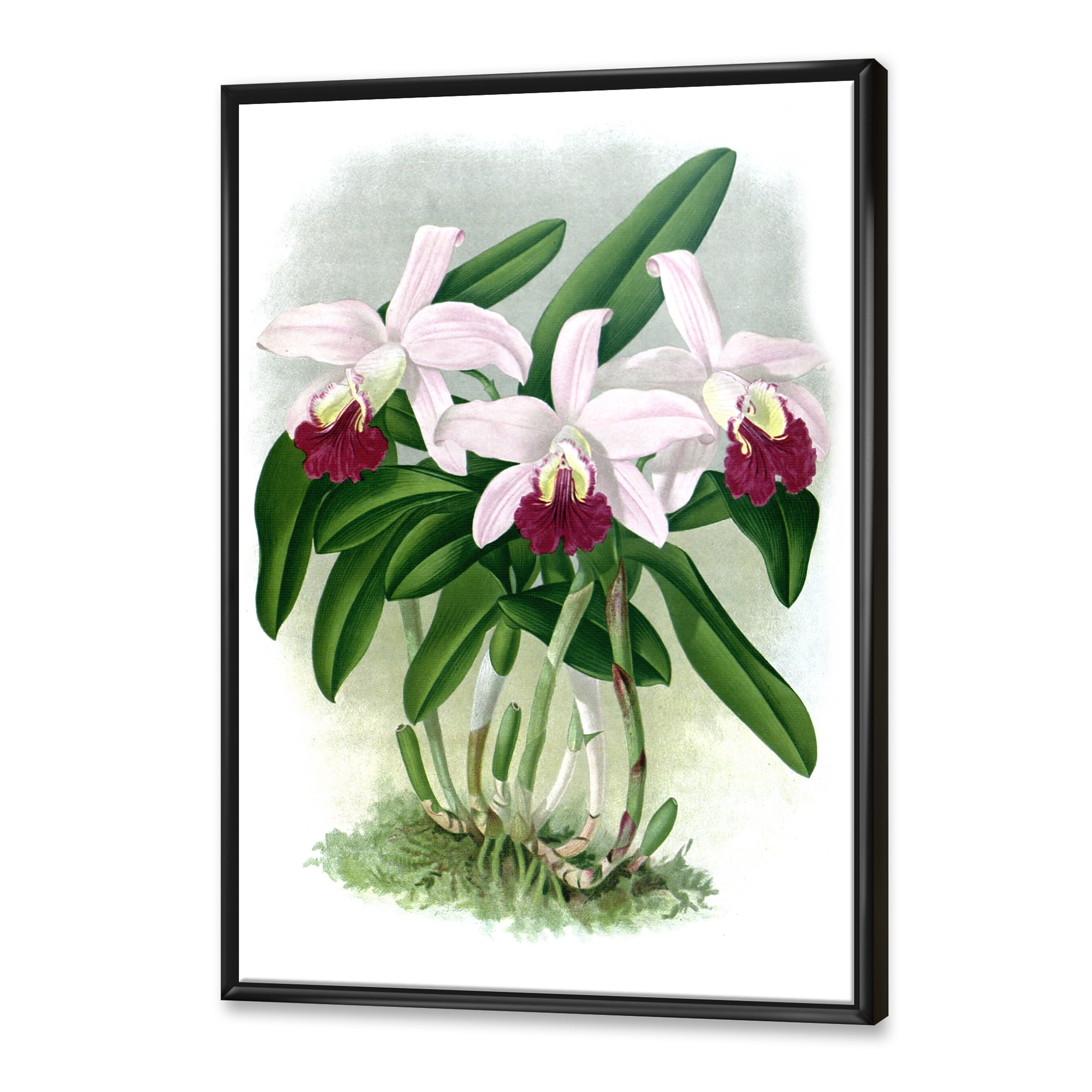 Designart 'White Vintage Orchid Flower I' Traditional Framed Canvas Wall Art Print