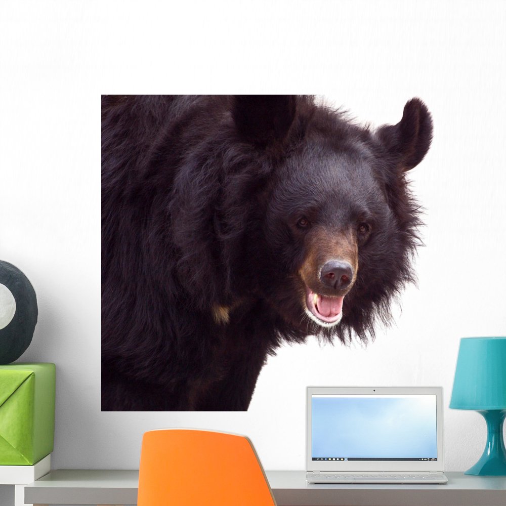 Black Bear Wall Mural Decal Sticker, Wallmonkeys Peel & Stick Vinyl