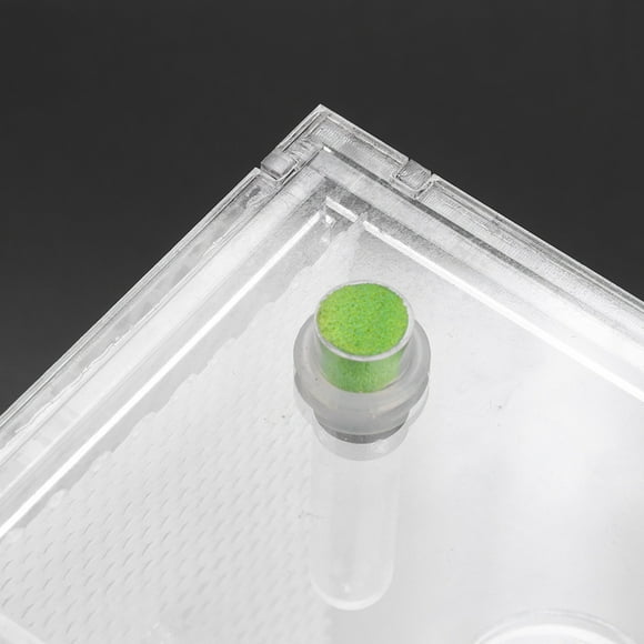 Reptile Enclosure, Transparent Reptile Feeding Box Reptile Terrariums Acrylic Terrarium Reptiles Breeding Box for Tarantula Scorpion Sling Isopods Lizards