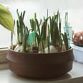 thumbnail image 4 of Plant Tag Léger Imperméable PP Jardinage Plant Tag pour la Maison, 4 of 7