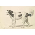 thumbnail image 3 of Charles Hamilton Smith 14x11 Black Modern Framed Museum Art Print Titled - The Alpine, or Great St. Bernard Dog (1837), 3 of 5