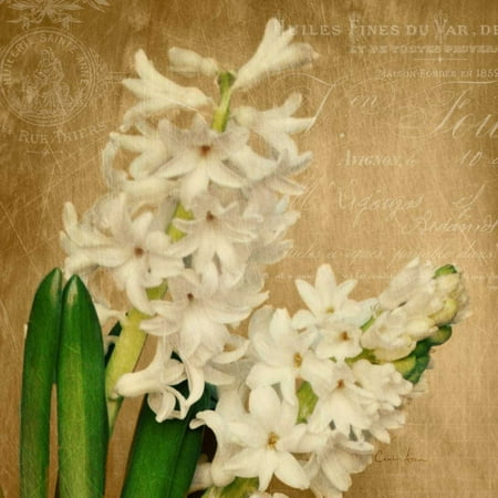 Scent Of A Flower - Scent of A Flower Poster Print by Cristin Atria