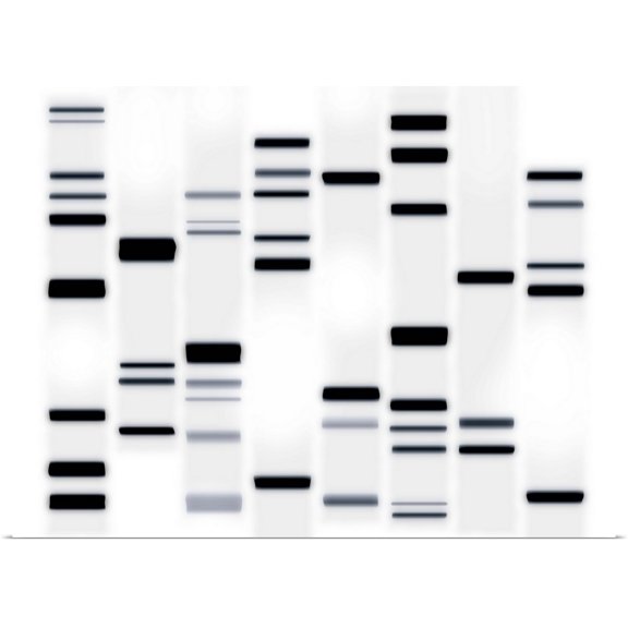 Great BIG Canvas | Rolled Michael Tompsett Poster Print entitled DNA Art Black on White