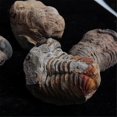 thumbnail image 5 of 1Pcs Flexicalymene Moroccan Trilobites Fossil 8-9cm Morocco, 5 of 5