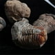 thumbnail image 5 of 1Pcs Flexicalymene Moroccan Trilobites Fossil 8-9cm Morocco, 5 of 5