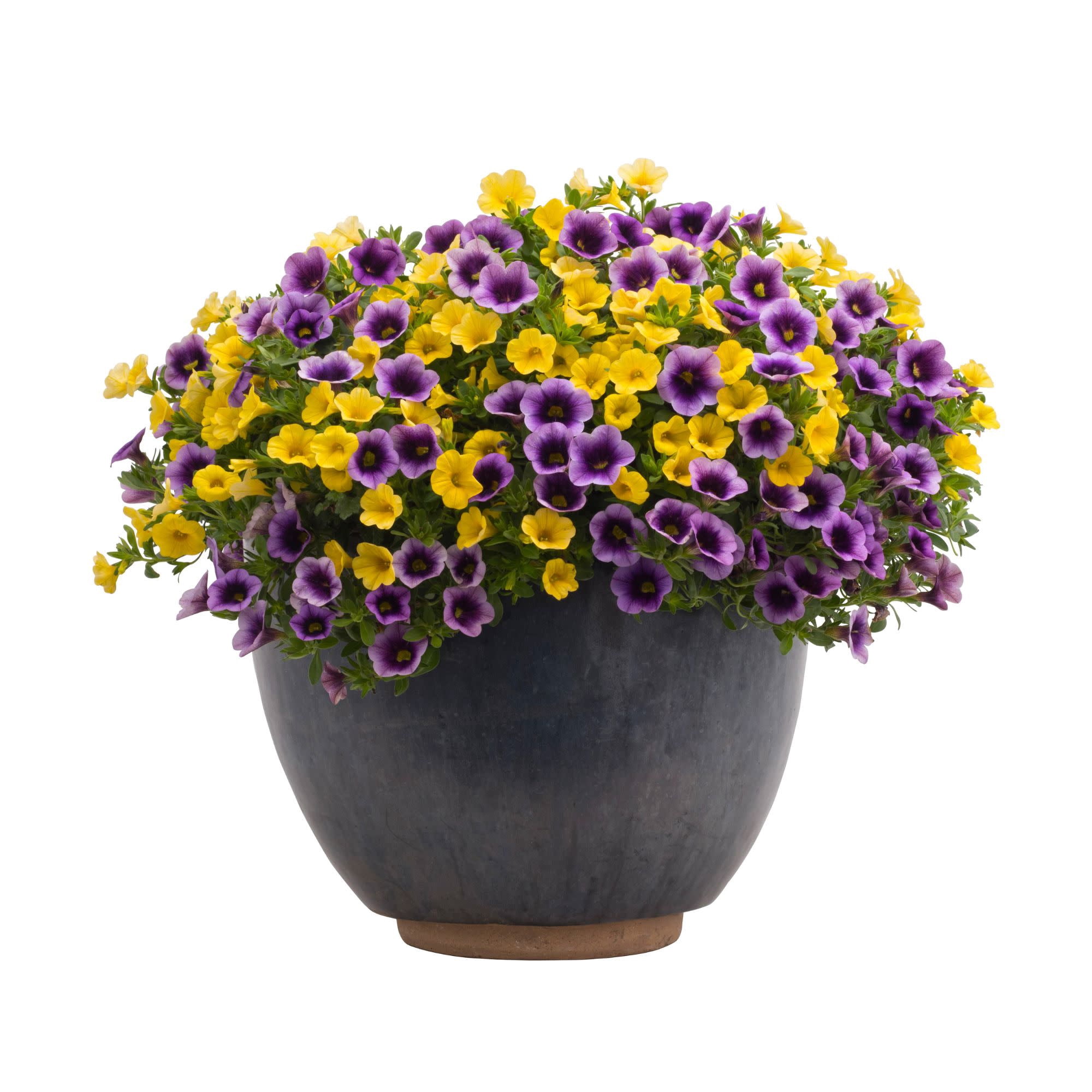 Proven Winners 4" Purple Superbells Blue Moon Punch Calibrachoa Live Plant in 4.25" Pot (4 Count)