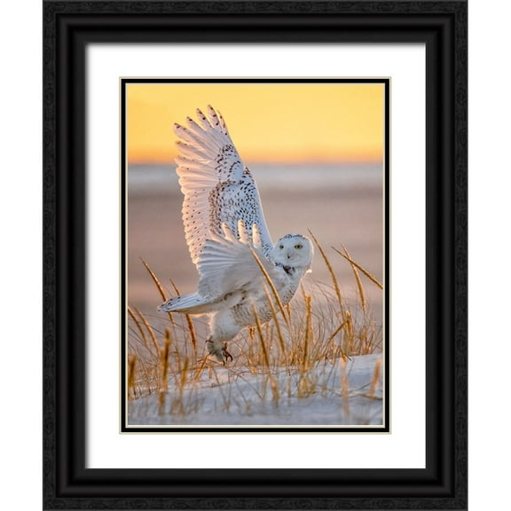Huang, Tao 12x14 Black Ornate Wood Framed with Double Matting Museum Art Print Titled - Snowy Owl