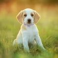 thumbnail image 3 of Elegant Pearl Adjustable Pet Collar for Dogs and Cats with Secure Chain Design, 3 of 4