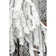 Frozen Cold Frost Tree Icing Whites Winter-12 Inch By 18 Inch Laminated Poster With Bright Colors And Vivid Imagery-Fits Perfectly In Many Attractive Frames