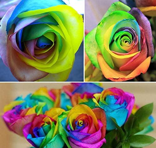 Grow Rare Rainbow Rose Seeds Bulb Garden Plant Pots Flower Fragrance UK Seller 