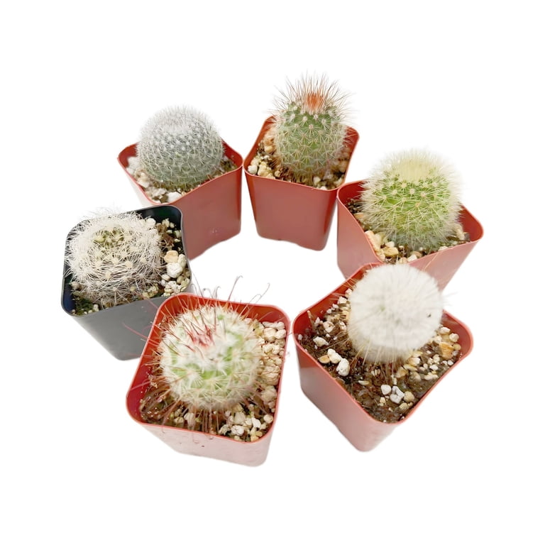 Live Cactus Real Succulent Cacti Indoor Outdoor Plants (Collection of 6) -  Walmart.com