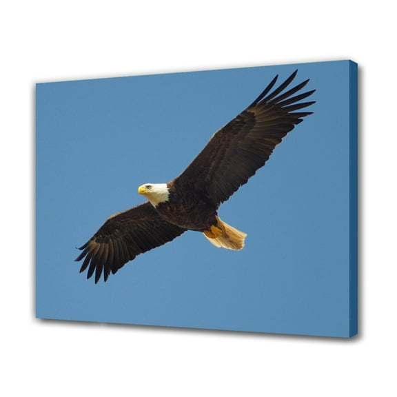 Bald Eagle Soaring Canvas Poster Bedroom Decor Sports Landscape Office Room Decor Gift,Frame-style,12x18inch(30x45cm)