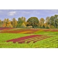 thumbnail image 2 of Jaynes Gallery 32x23 Gold Ornate Wood Framed with Double Matting Museum Art Print Titled - Oregon-Sauvie Island Rows of crops on farm, 2 of 4