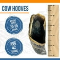 thumbnail image 5 of K9warehouse - High-Quality Beef Dog Treats Cow Hooves Dog Chews - 3-4 inch (6 Count, 20-65g) - All Natural Chews - Odor-Free & Rawhide-Free - Ideal for All Breeds & Puppies - Promotes Dental Health, 5 of 7