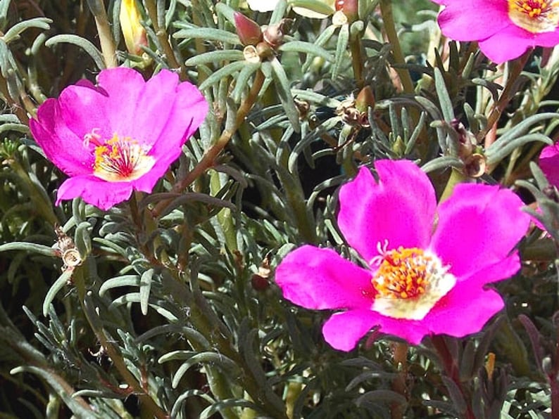 30 Seeds Rose Moss Toucan Portulaca Oleracea Heirloom Succulent Colorful Flowers Drought Tolerant Garden Planting