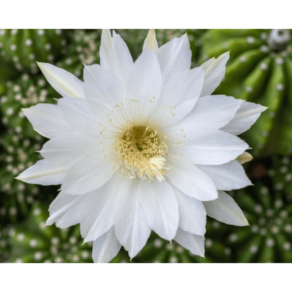 Easter Lily Cactus Plant Live for Planting - Echinopsis Oxygona Plant - 6 Inch Pot