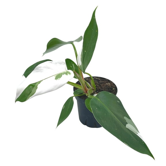 Florida House Plants Philodendron White Princess Live in 4" Plastic Pot, Very Rare Philo