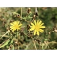 thumbnail image 5 of Earthcare Seeds - Wild Lettuce 50 Seeds (Lactuca Virosa) Heirloom - Open Pollinated, 5 of 5