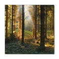 thumbnail image 1 of Forest Bandana, Sunset Dark Pine Trees, Unisex Head and Neck Tie, by Ambesonne, 1 of 2