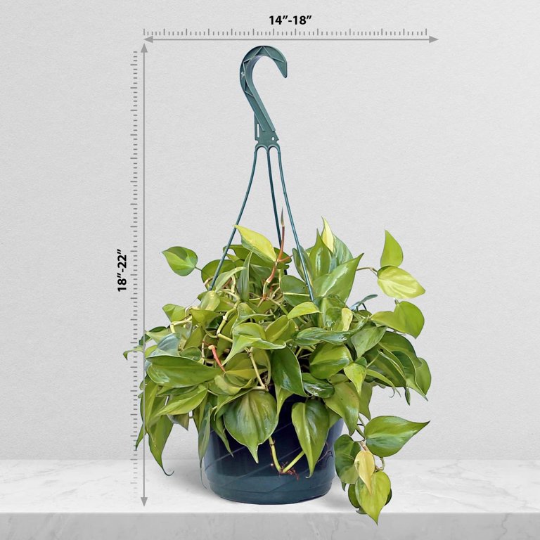 chinese banyan plant Ficus Microcarpa | Chinese Banyan Tree