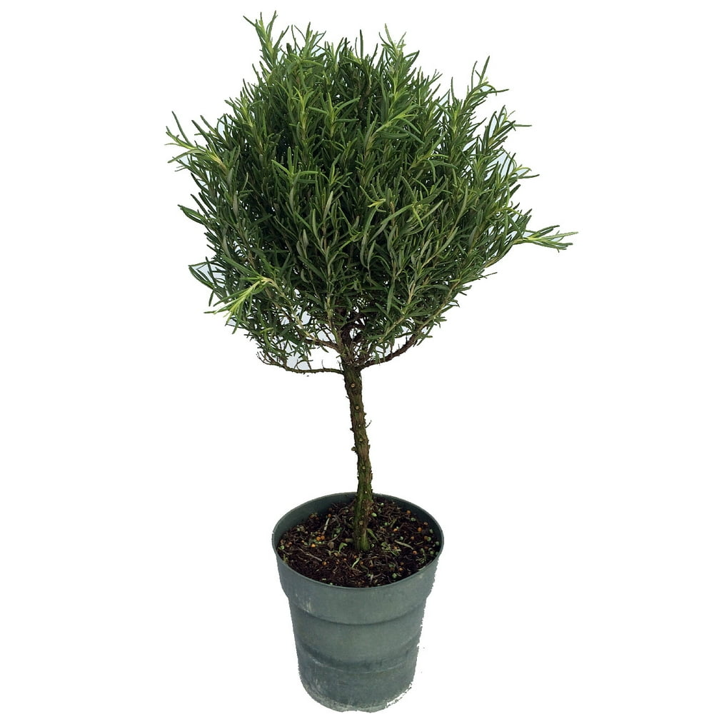 Topiary Rosemary Plant Great Gift for Indoors or Out 6.5" Pot