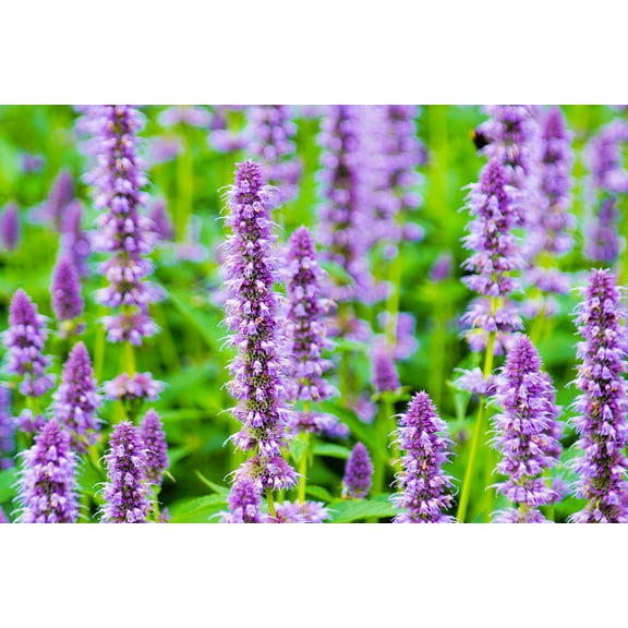 Anise Hyssop Seeds for Planting (500 Seeds) Stunning Wildflowers - Agastache foeniculum
