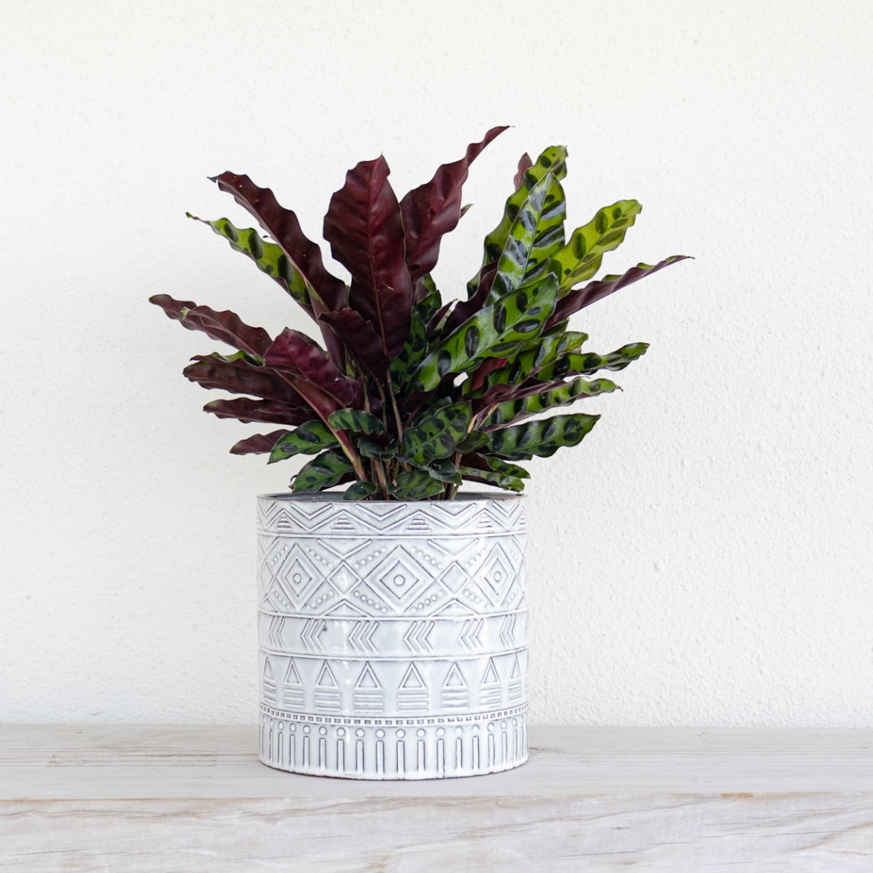 United Nursery Live Calathea Rattlesnake in 6 inch Grower Pot, Pet-Friendly, Requires Indirect Light