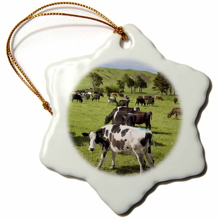 3dRose New Zealand, North Island, Dairy Cows, Farm animal-AU02 DWA6057 - David Wall - Snowflake Ornament,
